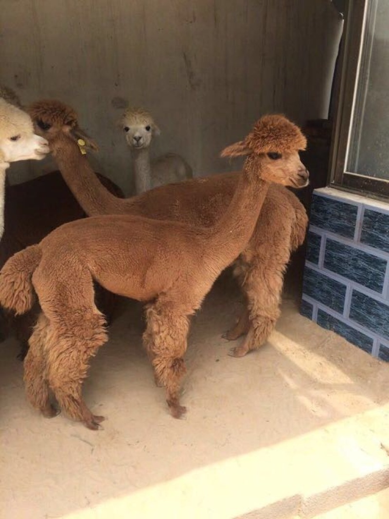 羊驼成年羊驼小羊驼一只也可以发货矮马骑乘马