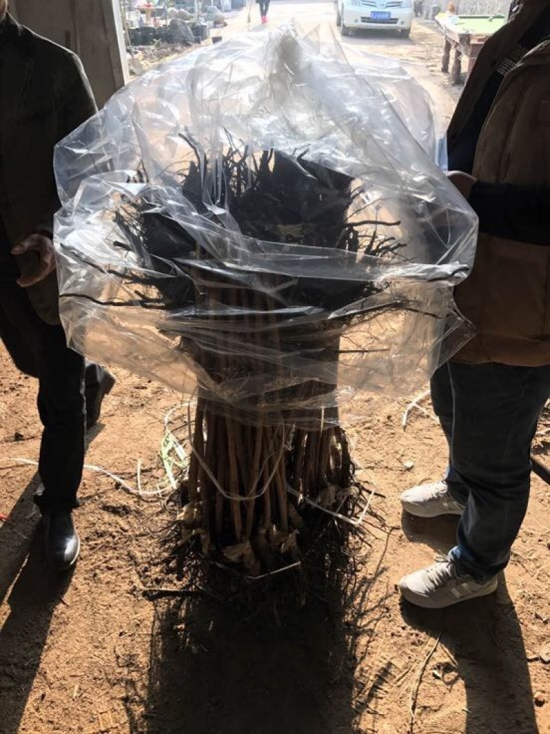 苗圃现挖甜柿子树苗脆甜柿子次郎树苗品种包纯包成活