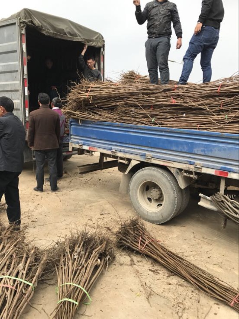 苗圃现挖甜柿子树苗脆甜柿子次郎树苗品种包纯包成活