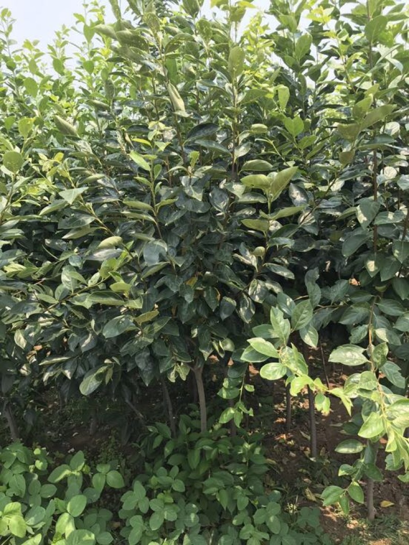 苗圃现挖甜柿子树苗脆甜柿子次郎树苗品种包纯包成活
