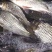 武昌鱼10~25cm鱼苗活鱼