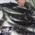 武昌鱼10~25cm鱼苗活鱼
