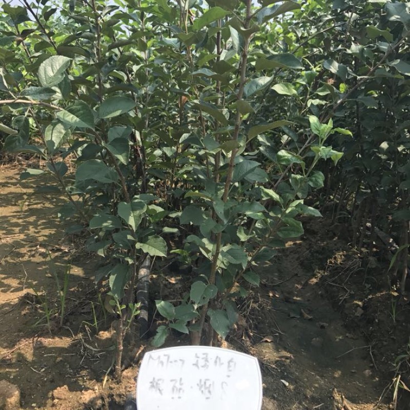 矮化苹果苗中间砧苹果苗早熟中熟晚熟品种