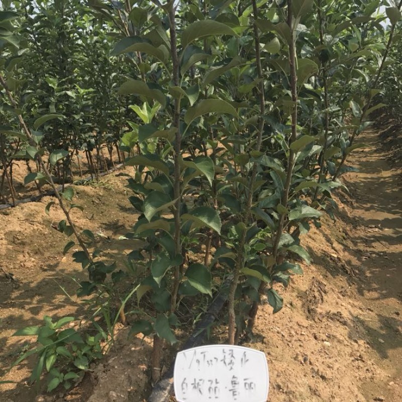 矮化苹果苗中间砧苹果苗早熟中熟晚熟品种