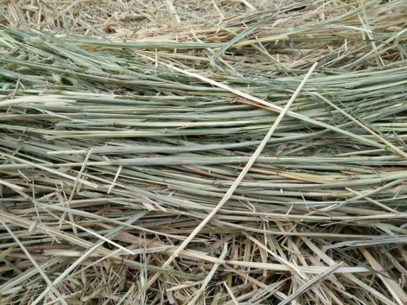 稻草80~100公分