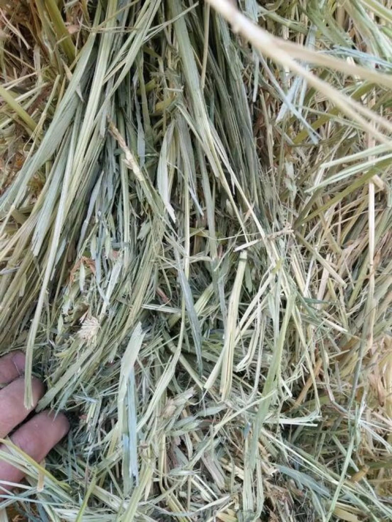 稻草80~100公分
