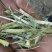 稻草80~100公分