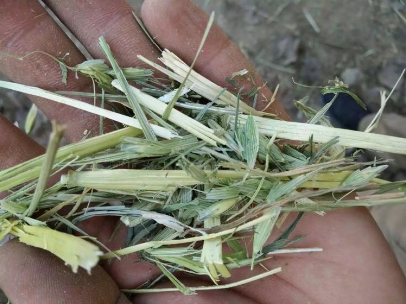 稻草80~100公分