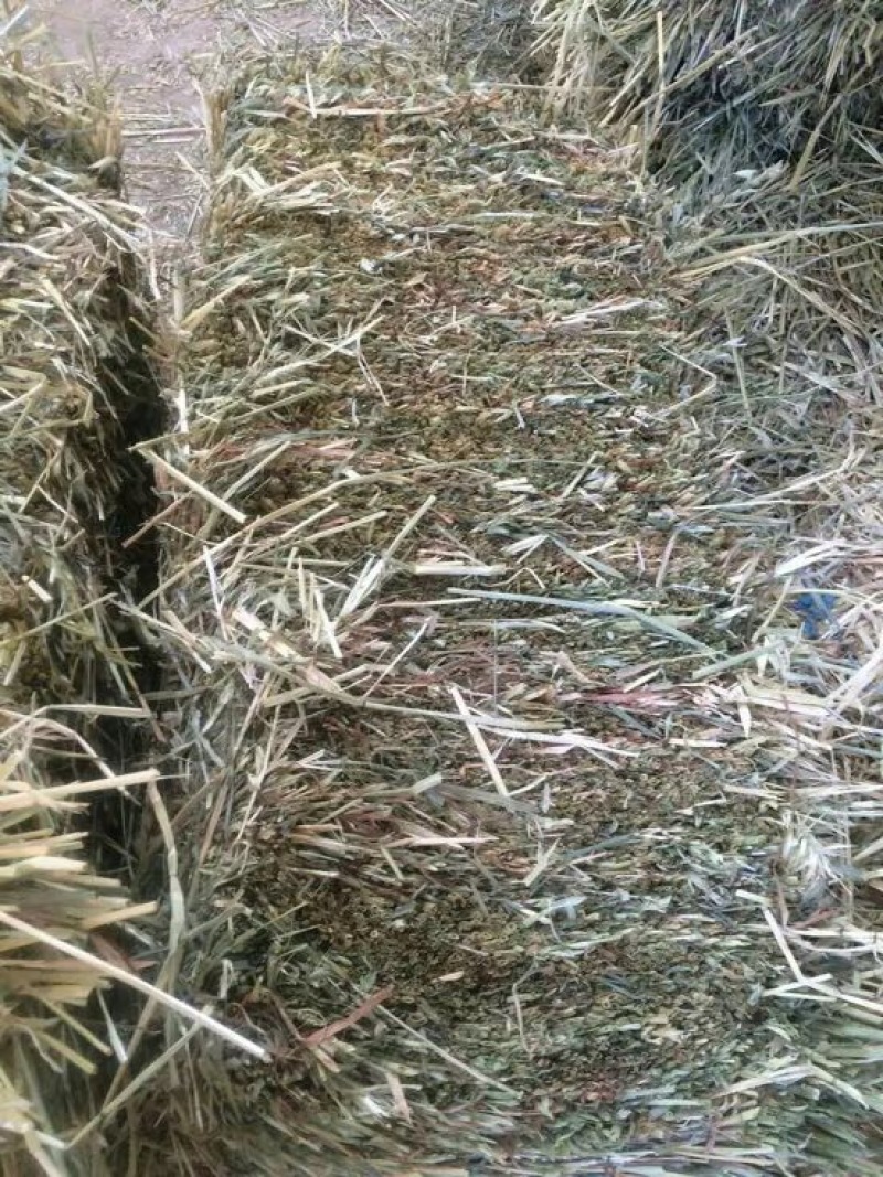 稻草80~100公分