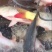 河鲤鱼食用1~2公斤