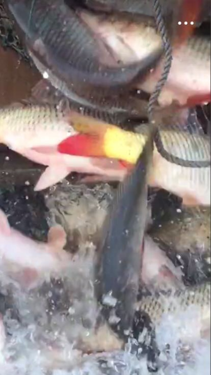 河鲤鱼食用1~2公斤