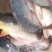 河鲤鱼食用1~2公斤