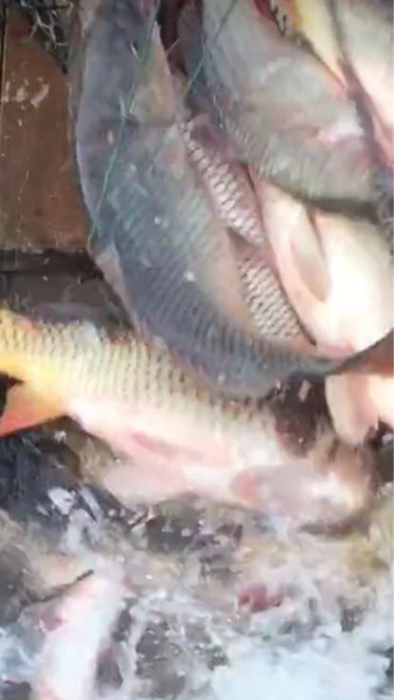 河鲤鱼食用1~2公斤