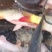 河鲤鱼食用1~2公斤