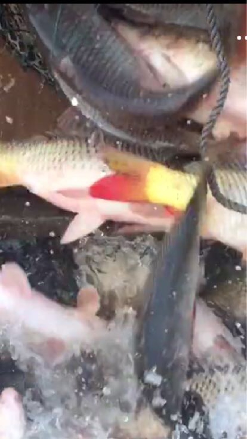 河鲤鱼食用1~2公斤