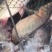 河鲤鱼食用1~2公斤