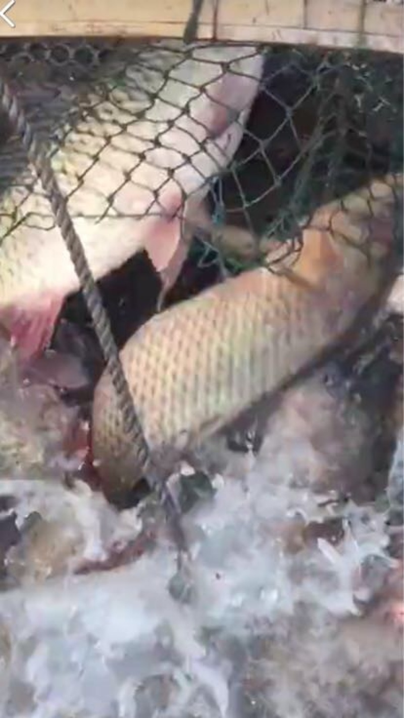 河鲤鱼食用1~2公斤