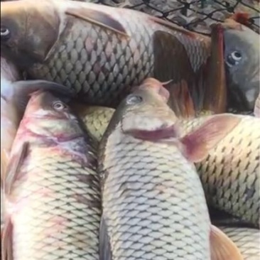 河鲤鱼食用1~2公斤