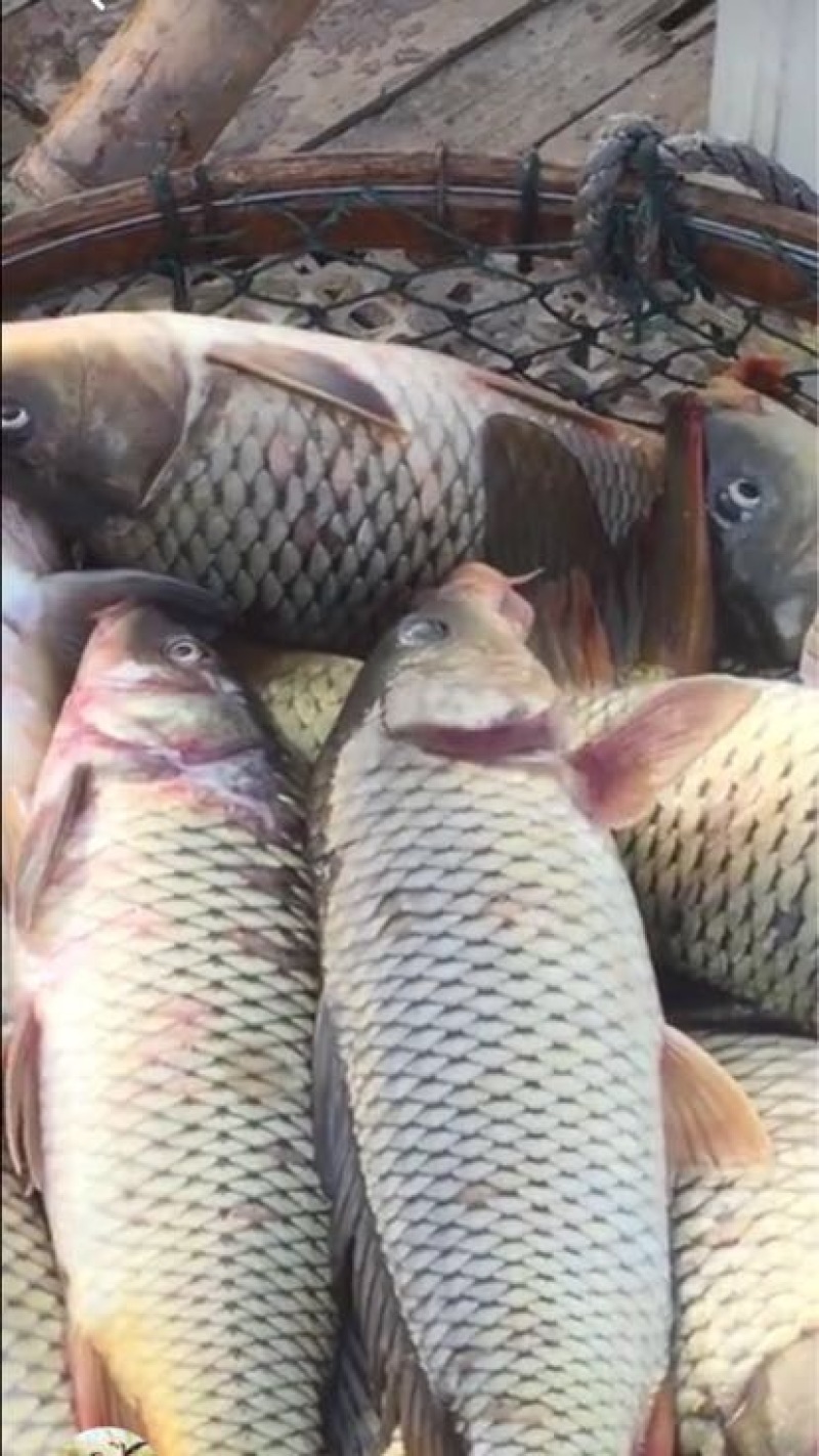 河鲤鱼食用1~2公斤