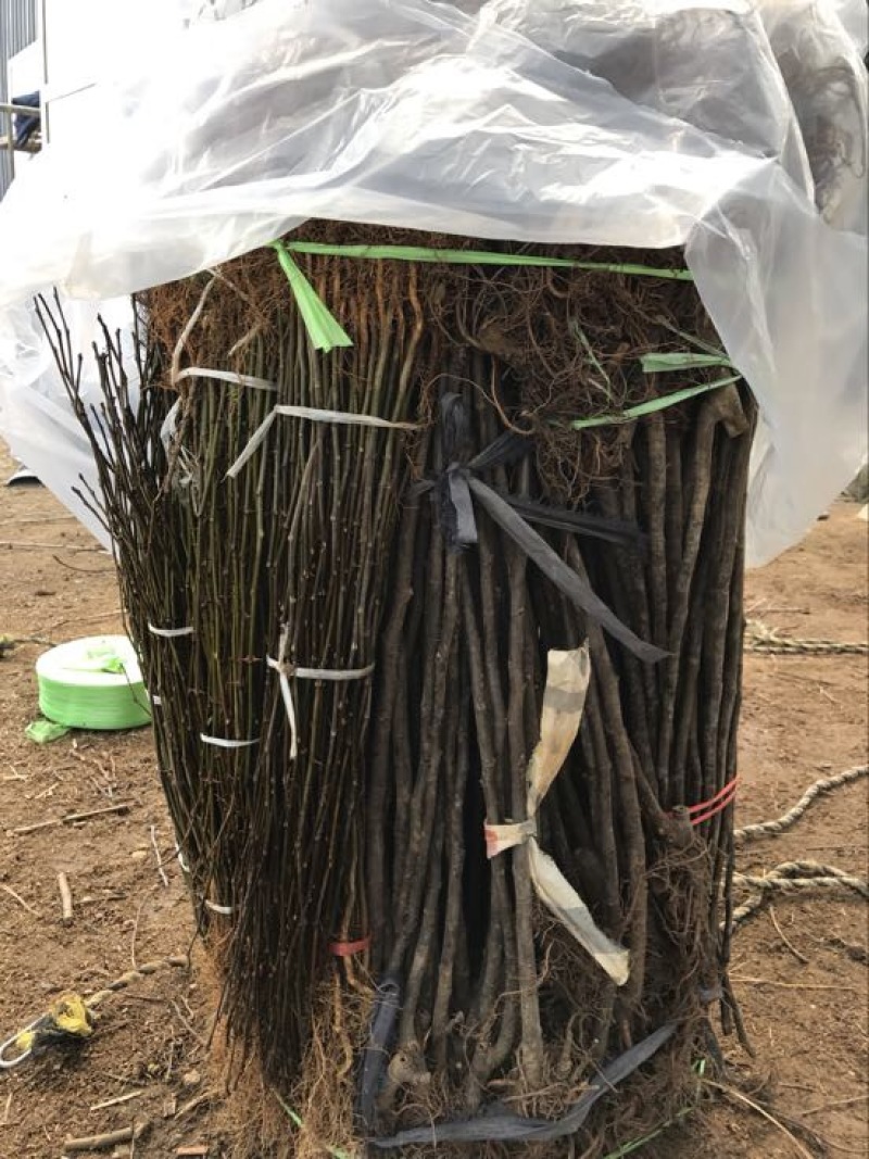 芭劳奈斯特拉新疆早黄金傲芬青皮1年2年杯苗