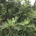 芭劳奈斯特拉新疆早黄金傲芬青皮1年2年杯苗
