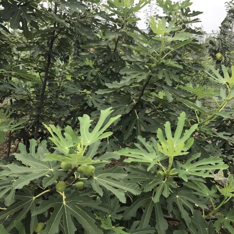 芭劳奈斯特拉新疆早黄金傲芬青皮1年2年杯苗