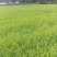 富硒大米特级新米