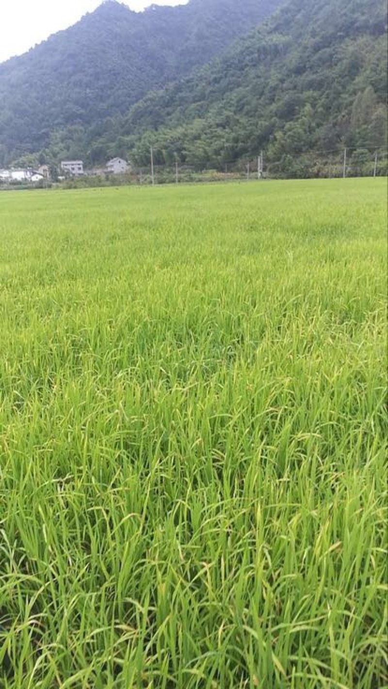 富硒大米特级新米