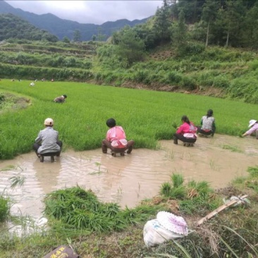 富硒大米特级新米