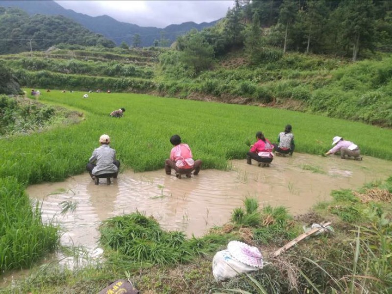 富硒大米特级新米