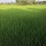 富硒大米特级新米