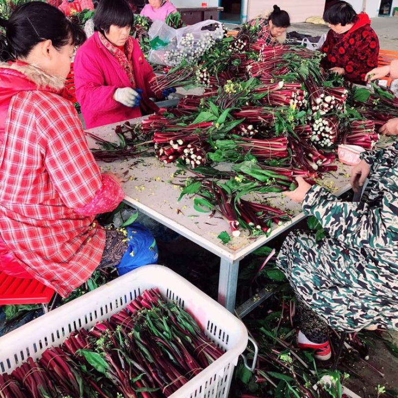红菜苔20~30厘米