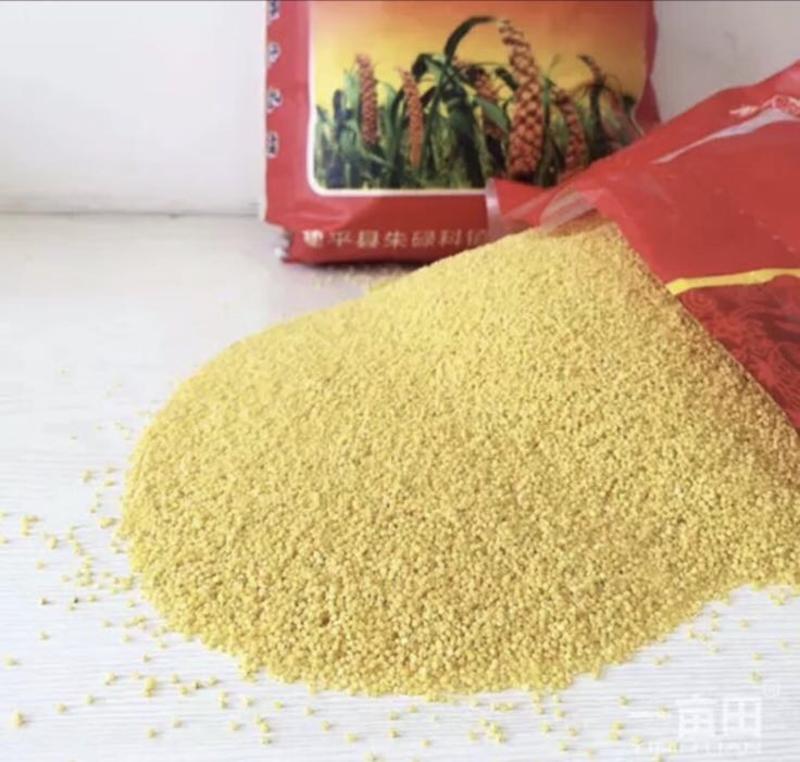 小米2022新米，辽宁朝阳精品黄金苗小米一手货源