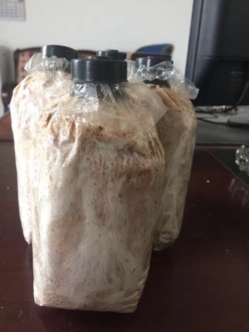 茯苓菌种，优质高产玉米大栽培种茯苓公司包回收