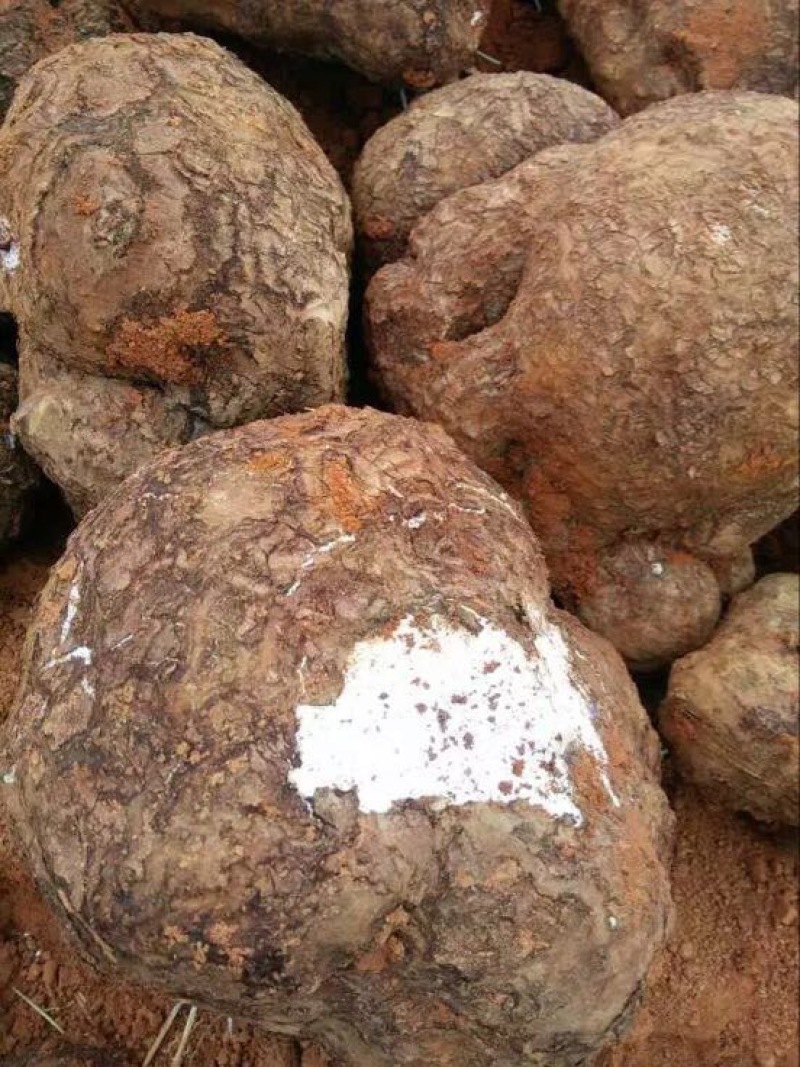 茯苓菌种，优质高产玉米大栽培种茯苓公司包回收