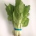 小白菜20cm以上