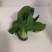 上海青小白菜20cm以上