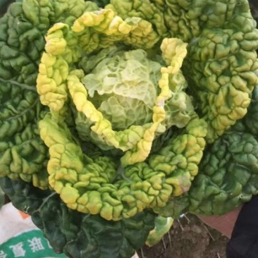 黄心菜10cm以下