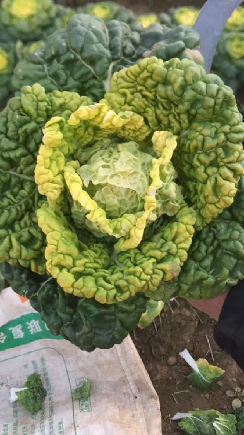 黄心菜10cm以下