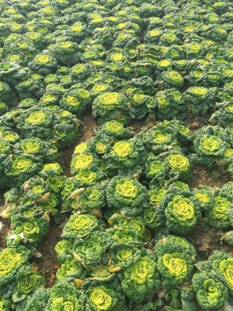 黄心菜10cm以下