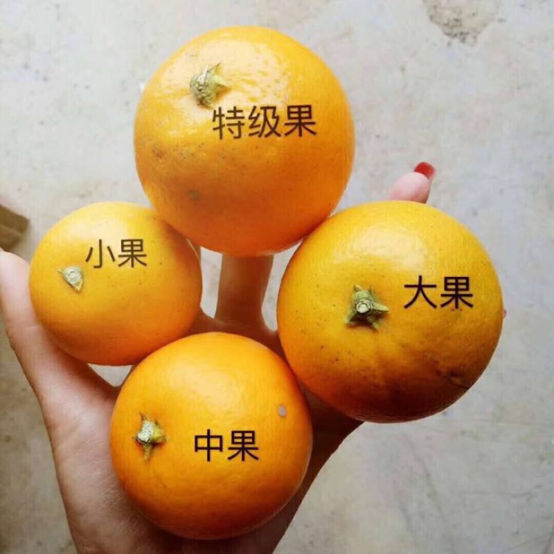 冰糖橙社区团购正级小果，湖南麻阳冰糖橙品质保证