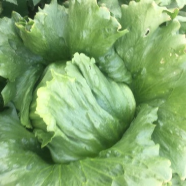 球生菜1斤以上
