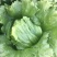 球生菜1斤以上