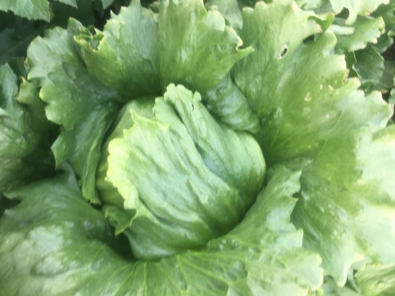球生菜1斤以上