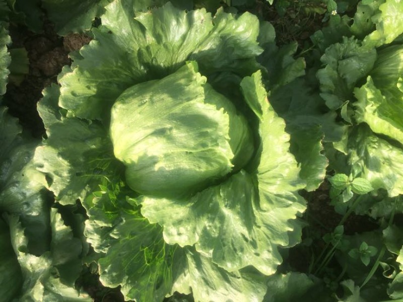 球生菜1斤以上