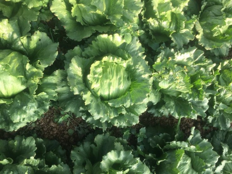 球生菜1斤以上