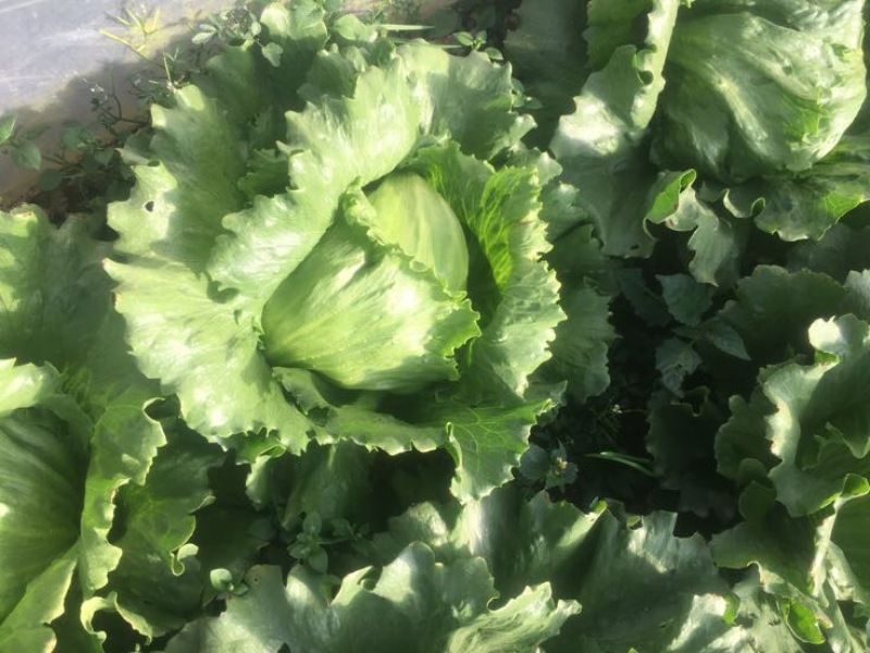 球生菜1斤以上