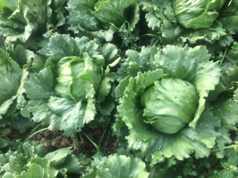 球生菜1斤以上