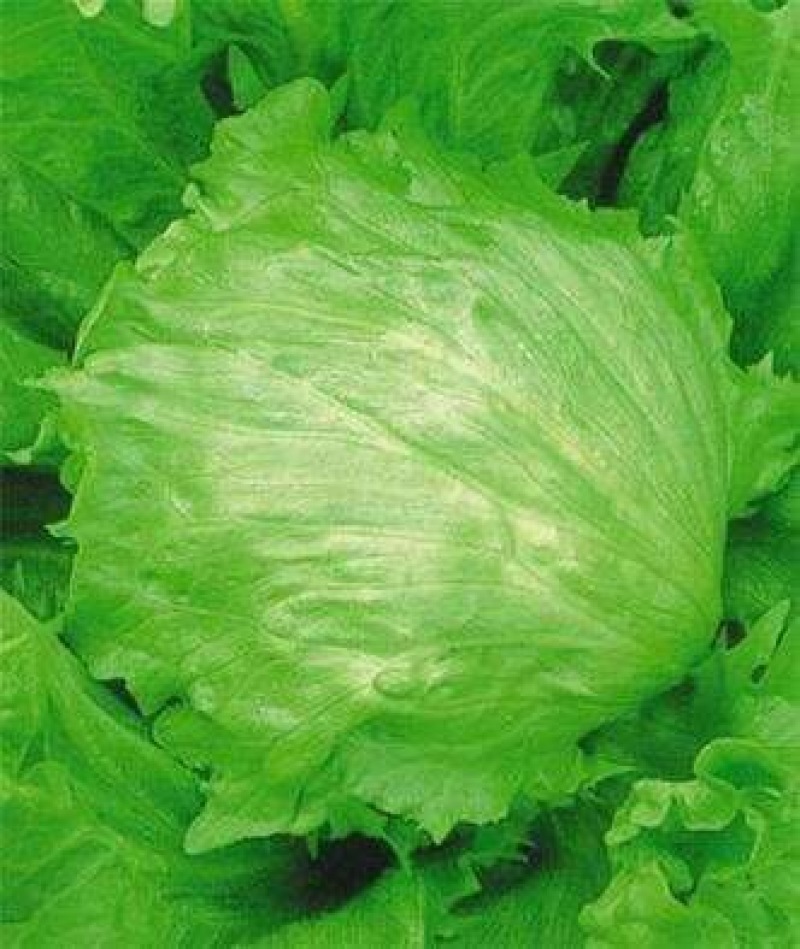 球生菜1斤以上