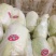 娃娃菜7~10两以上